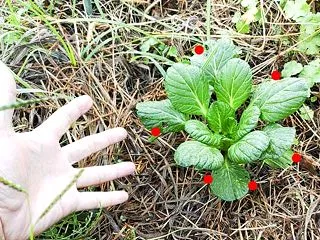 おっ！...虫の被害が少ないぞ。
