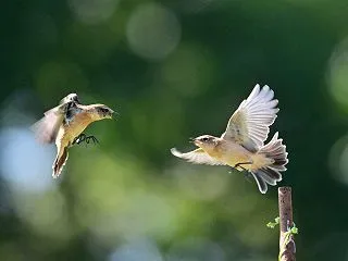 ノビタキ かわいい顔しても、やっぱり恐竜…