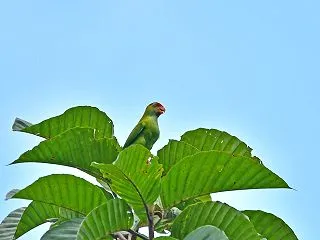 ズアカサトウチョウ（スリランカ探鳥）