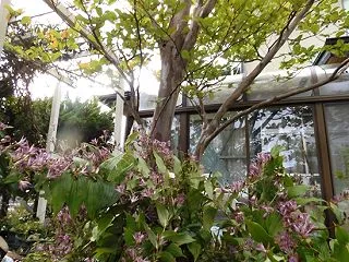 2026 夏椿(沙羅の樹)の紅葉と不如帰…