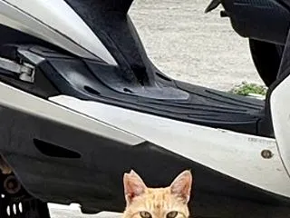 桜耳猫さん