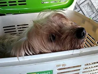 犬舎琴さんの妊娠検査。