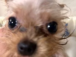 犬舎こつぶ君闘病㉗