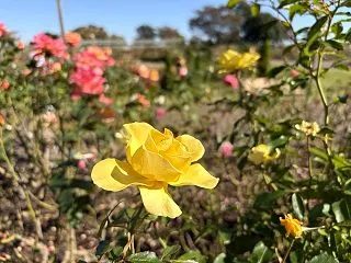 農業園芸センターのバラ園へ行きました。