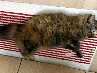１０月１５日 吉本新喜劇に行きました