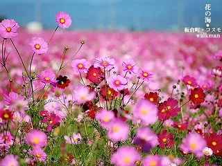 秋の空に一面の秋桜。