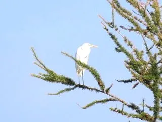 シラサギ