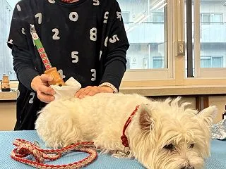 愛犬にポカポカのケア♪「温灸セミナー」で…