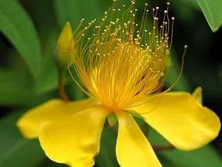 花写真セラピーとプロ写真家のコラボで60…