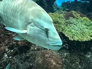 いおワールド鹿児島水族館３２