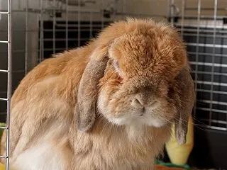 まめ座敷