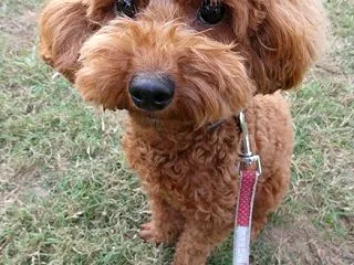 はなちゃんとごんぞう君です