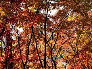 【保存版】京都紅葉案内 光明寺「もみじ参…