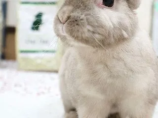 フェアでお得に牧草Get！牧草最新情報v…