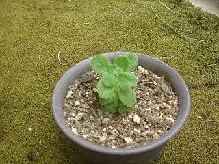 アロマティカス