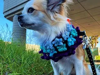３０回目のちくわ🌈の月命日