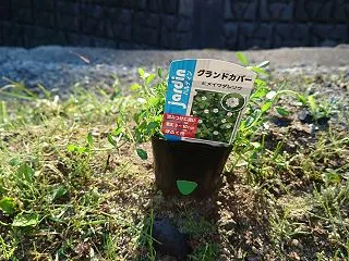 ササ駆除再び・・・と粗大ゴミ捨て