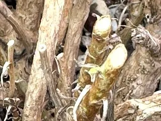 鮮やかに華やかに