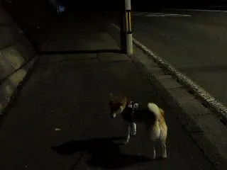 帰宅が遅れガン太が気になる