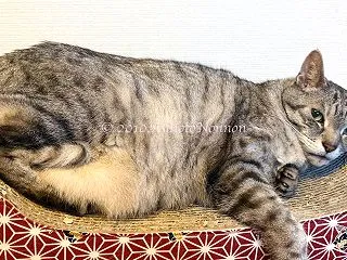 おなかぷにぷにあちょび ＆ 【動画あり】…