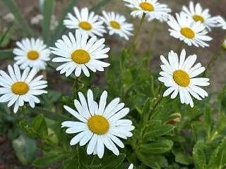 菊の開花、昔ばなしに花も咲く