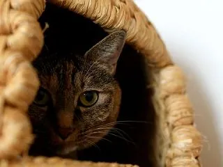 秘密基地に猫ちぐらを設置する話とぱずぎり…