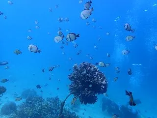 オープン