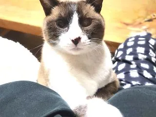 変態ホピ