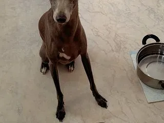 今日はきのこの日