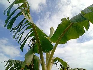 ドワーフナムワバナナの定植2か月後の状況