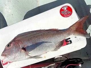 エンジンの試運転と釣り