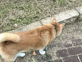 「せせらぎの小径」もすっきりと