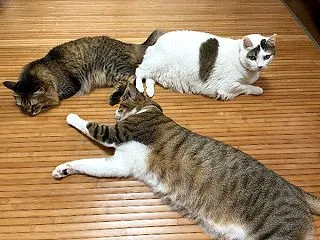 きじしろほっちゃん。今ここ。