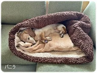 バニラの寝姿