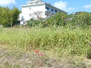 姫路市香寺町 コスモス畑 ’26