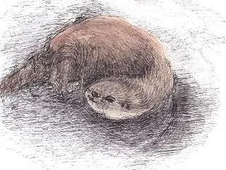 コツメカワウソ