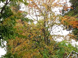 2026年Thanksgivingディナ…