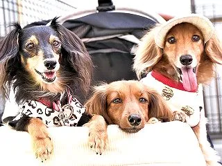 マルシェで撮影会！