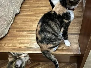 またあざといと言われるのだろうか