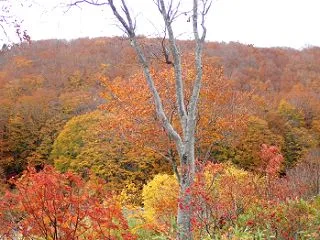 八甲田山と蔦温泉の紅葉