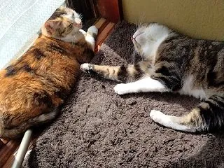 捨てればただのゴミだけど、鉄くず回収業者…