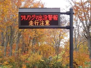 熊に遭遇