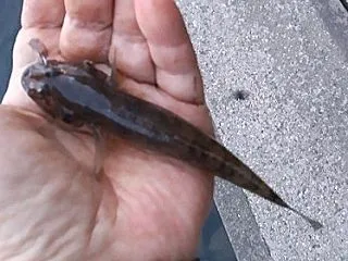 午前は買い物で車で外出！午後はハゼ釣りで…