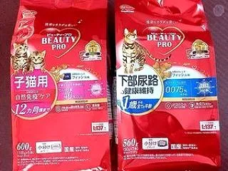 さくら猫への道。 2