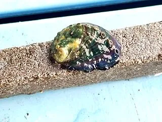 どうすればこんな色になるんだろうか？