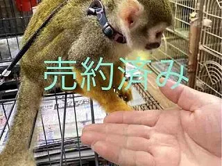 売約ありがとうございます
