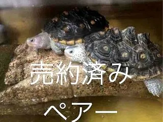 売約ありがとうございます 