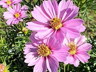 秋桜と言えば＆きのこの日他♪(ﾟ∀ﾟ*)