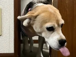 葉っぱがいっぱいの芽キャベツ、あじわいカ…