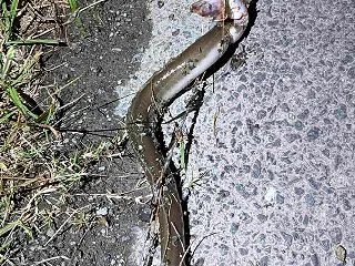 ウナギ釣り29回目
